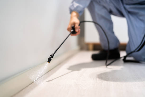 Best Wasp Removal Services  in Concord, MI