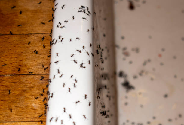 Best Ant Control Services  in Concord, MI